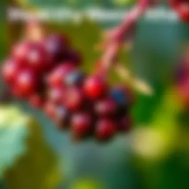 Infographic on health benefits of anthocyanins