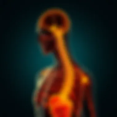 Biological functions of Citrulline in the body