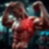 Illustration of muscle fibers undergoing hypertrophy