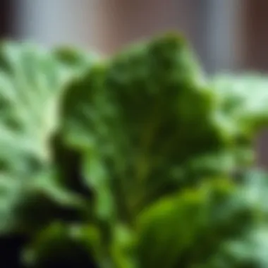 Leafy Greens: Nature's Potassium Source Vibrant green leafy vegetables full of potassium