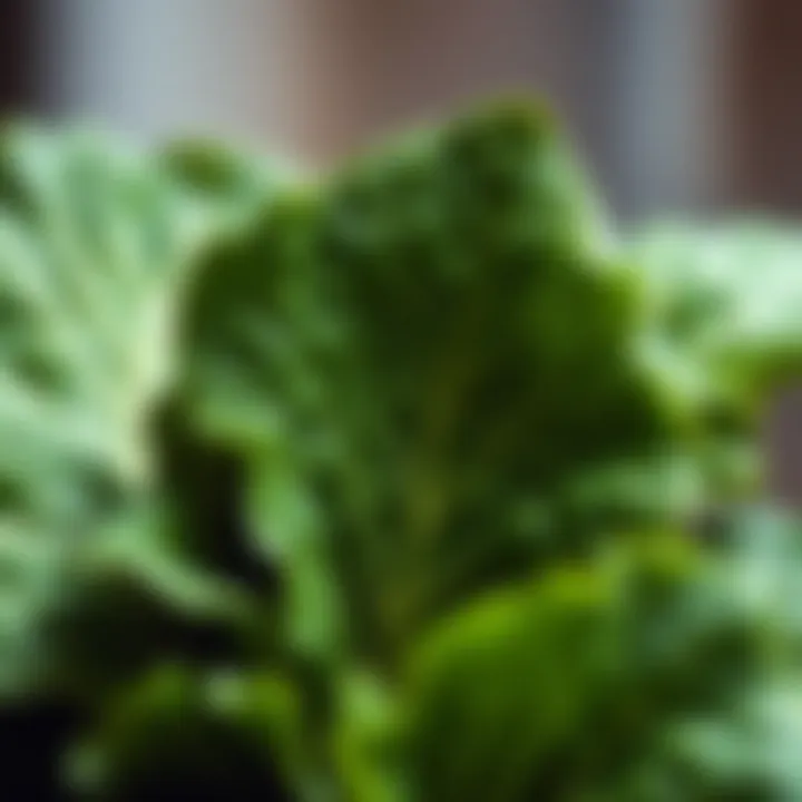 Leafy Greens: Nature's Potassium Source Vibrant green leafy vegetables full of potassium