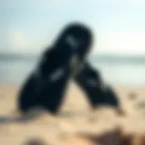 Stylish Puma flip-flops on a beach